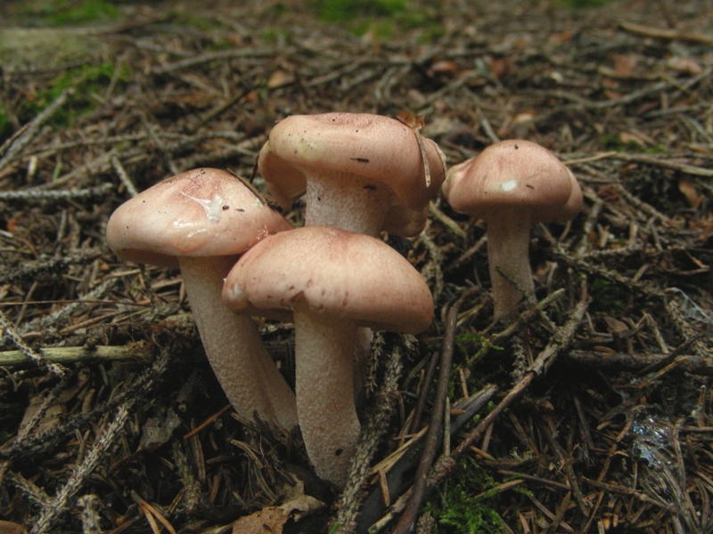 Hygrophorus fragicolor